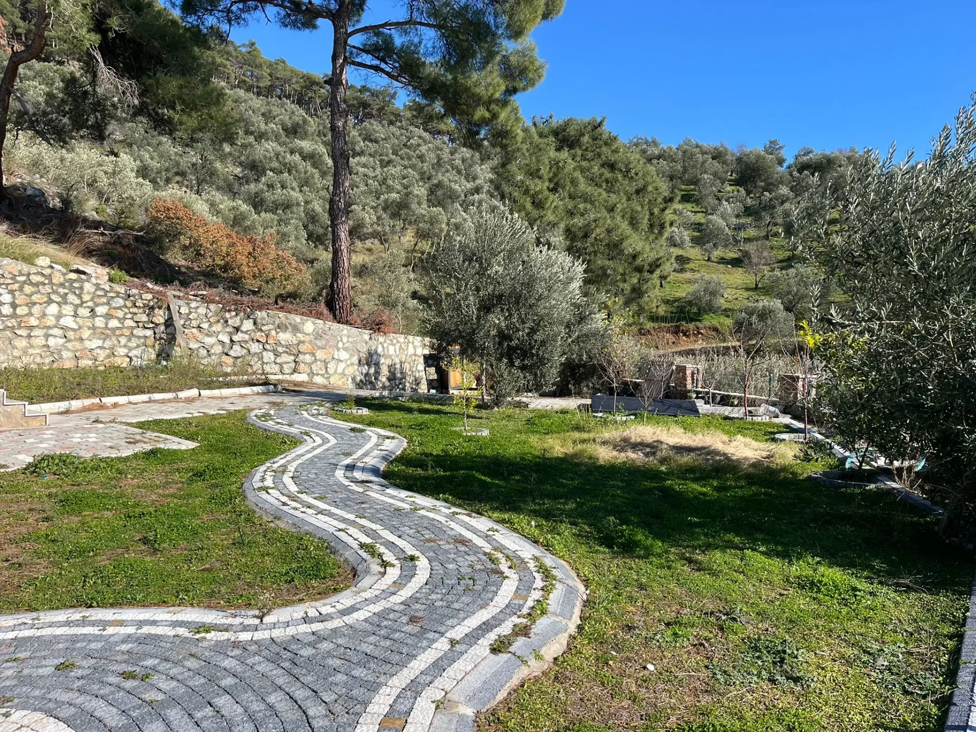 Altınolukta FULL Deniz Manzaralı İçerisinde Evi Olan 1.649 Metrekare Muhteşem Zeytinlik - Görsel 14