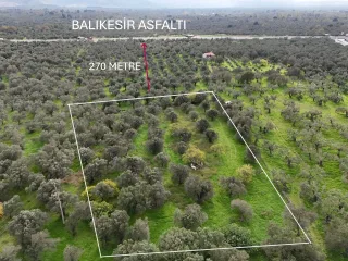CEM ZEYTİNCİLİK ARKASI MUHTEŞEM ZEYTİNLİK - Görsel 1