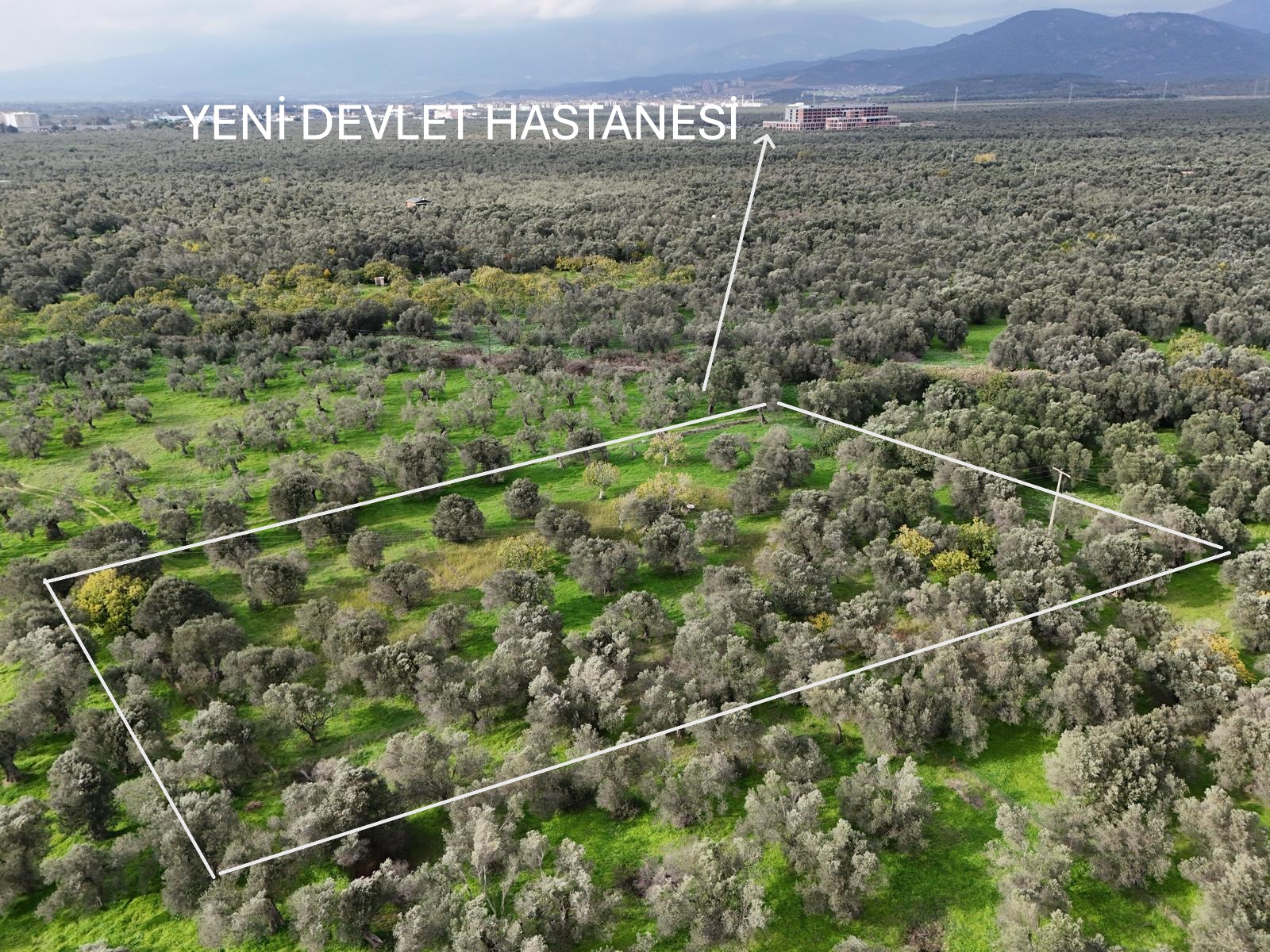CEM ZEYTİNCİLİK ARKASI MUHTEŞEM ZEYTİNLİK - Görsel 22